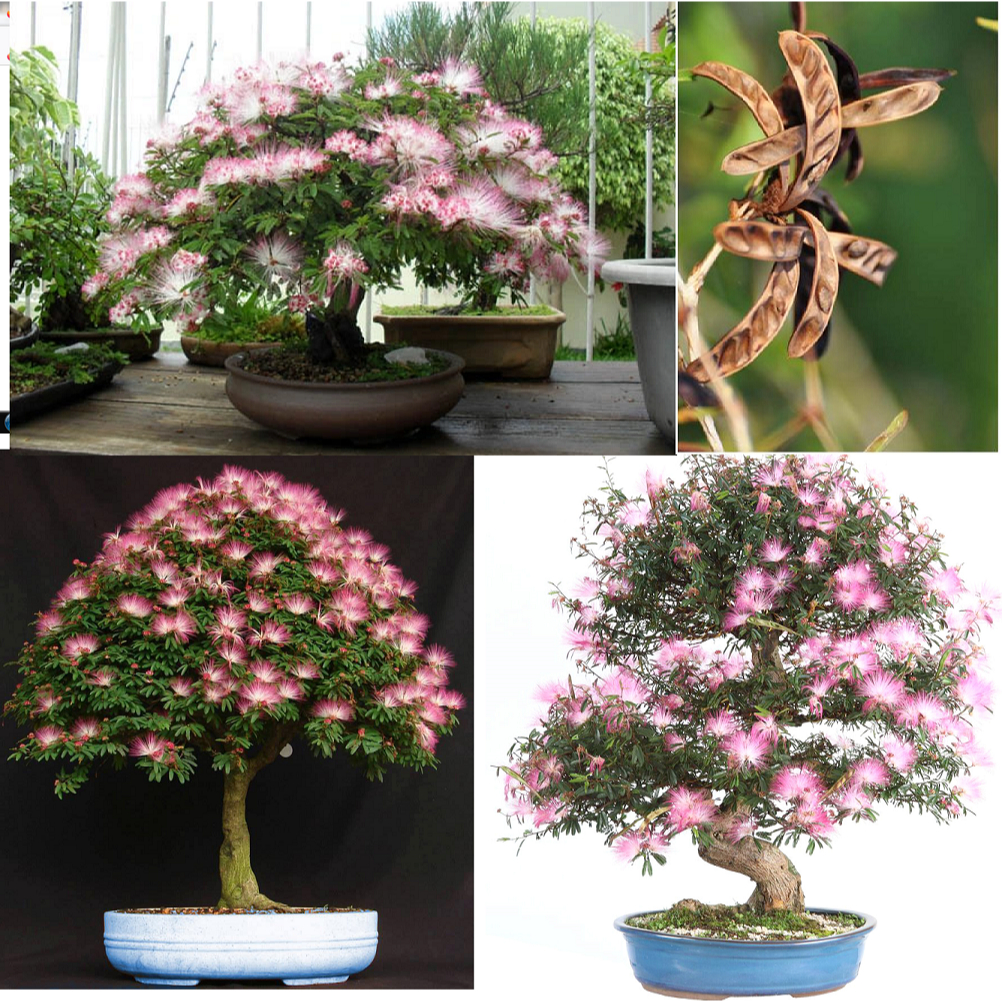 15 sementes caliandra rosa Calliandra parviflora Benth | Shopee Brasil