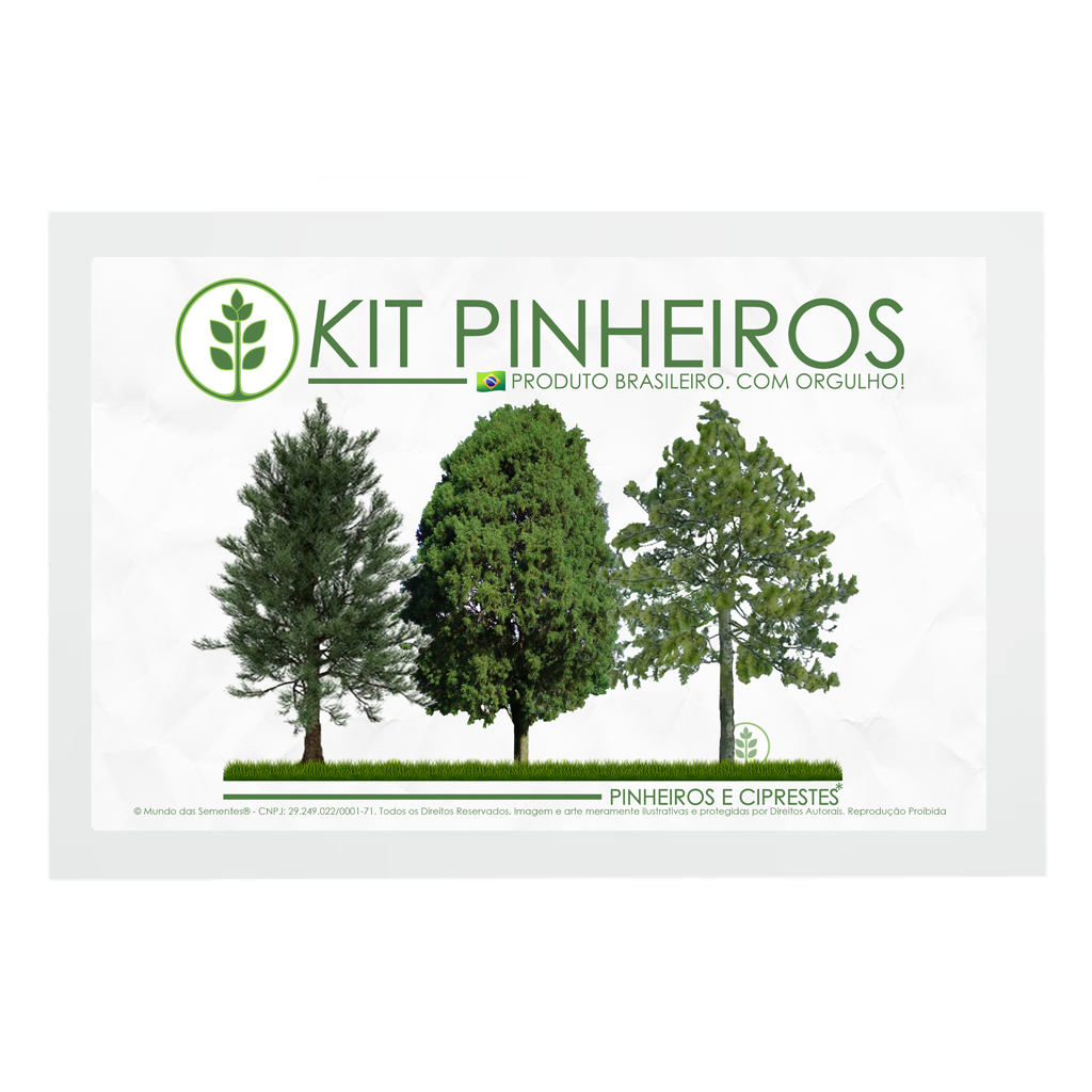 Kit Pinheiro 30 Sementes | Pinus Elliottii Taeda Cupressus lusitanica | Premium | Mundo Das Sementes®