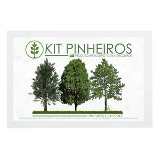 Kit Pinheiro 30 Sementes | Pinus Elliottii Taeda Cupressus lusitanica | Premium | Mundo Das Sementes®