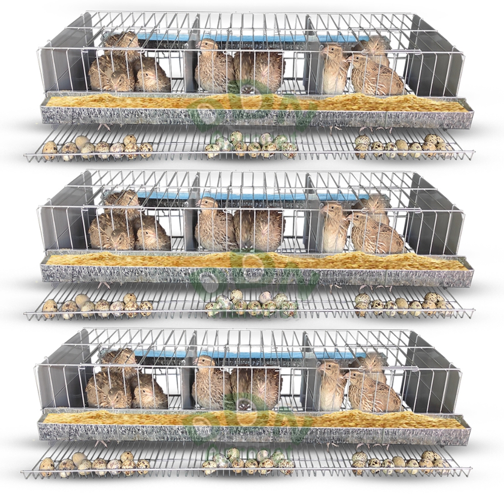 Kit 3 Gaiola Codorna Japonesa Viveiro Poedeira Ovos Total 45 Aves