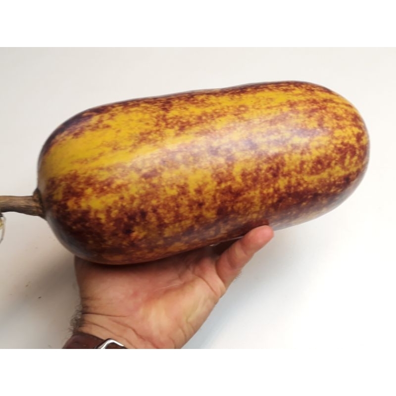 Melão Croá (Fruta Mortadela) - 15 Sementes | Shopee Brasil