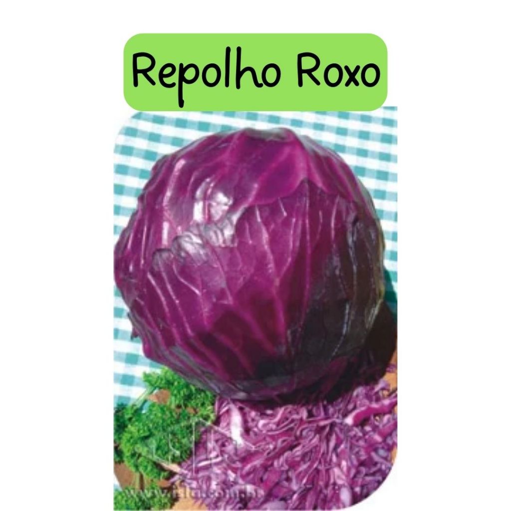 Repolho Roxo Sementes Horta Temperos Ervas Jardim Isla | Shopee Brasil