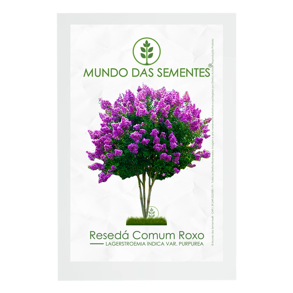 20 Sementes de Resedá Roxo Lagestroemia indica var. purpurea | Premium ...