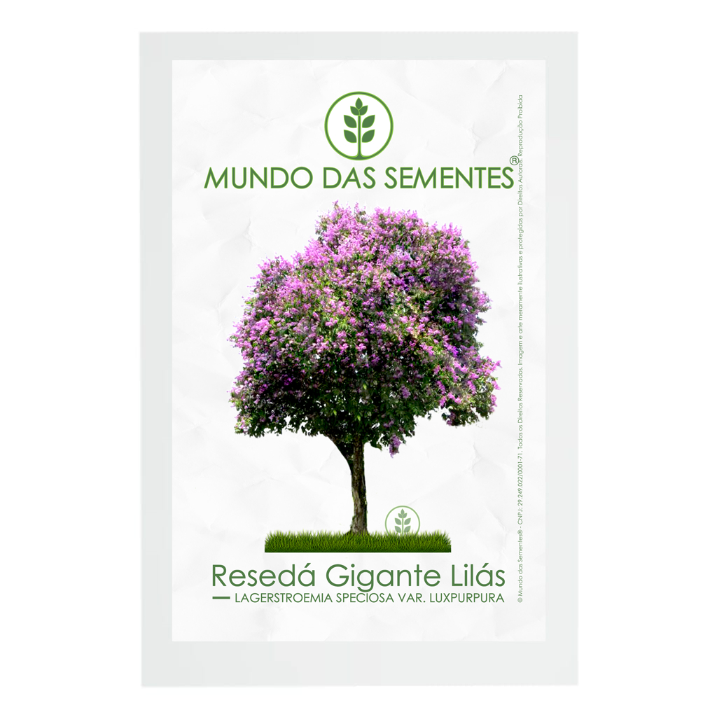 20 Sementes de Resedá Gigante Lilás Lagerstroemia Speciosa Luxpurpura ...