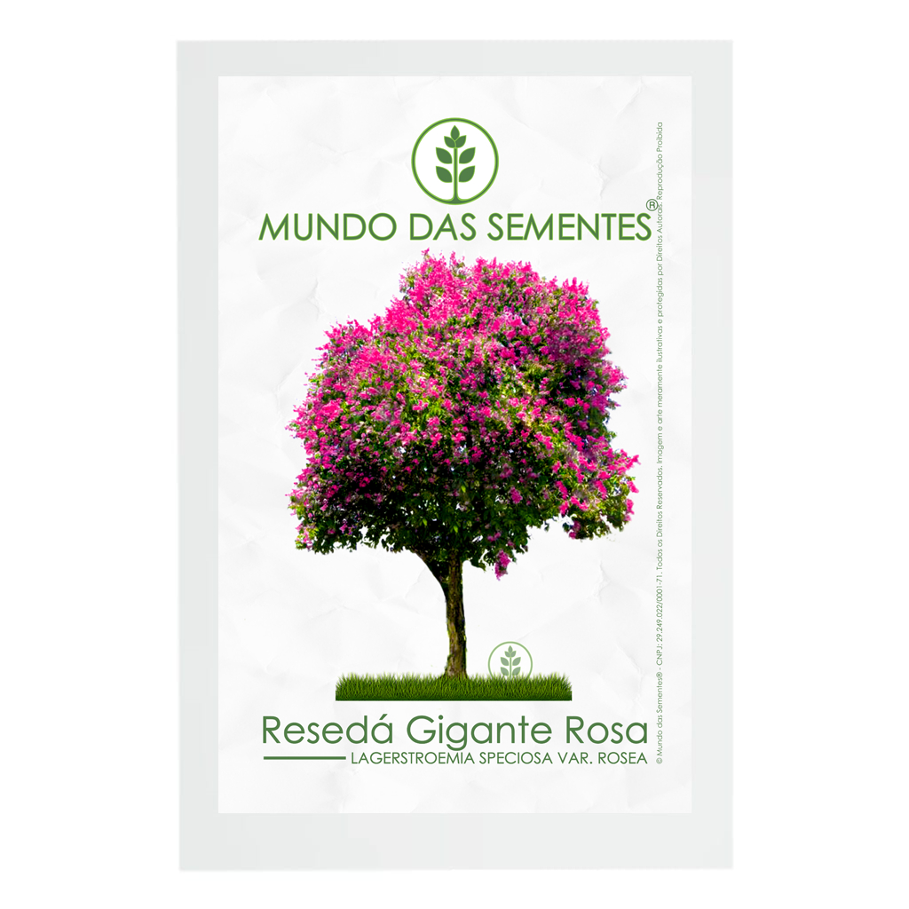 30 Sementes de Resedá Gigante Rosa Lagerstroemia Speciosa var. Rosea | Premium | Mundo Das Sementes®