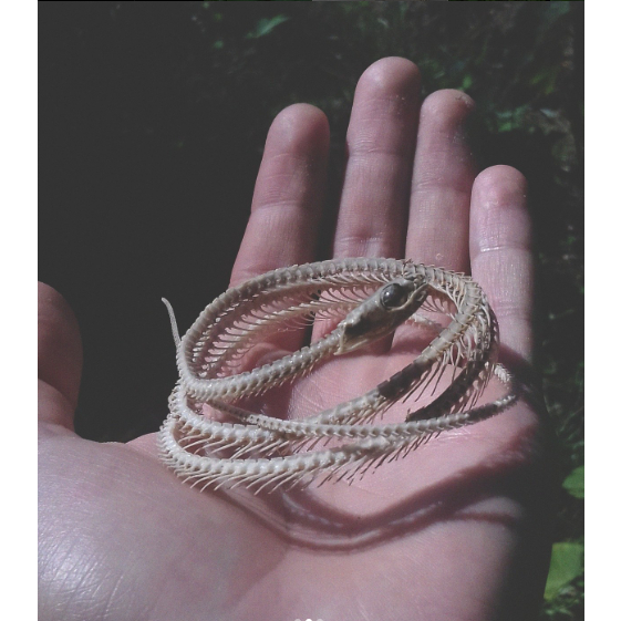 Esqueleto de cobra cipó