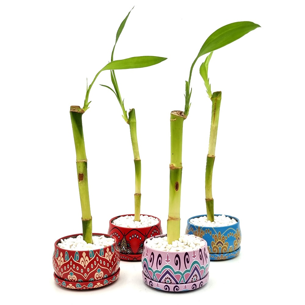Bambu da Sorte em Vasinho com Pedras (Mandala) Artificial, Plástico
