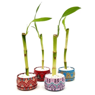 Bambu da Sorte em Vasinho com Pedras (Mandala) Artificial, Plástico