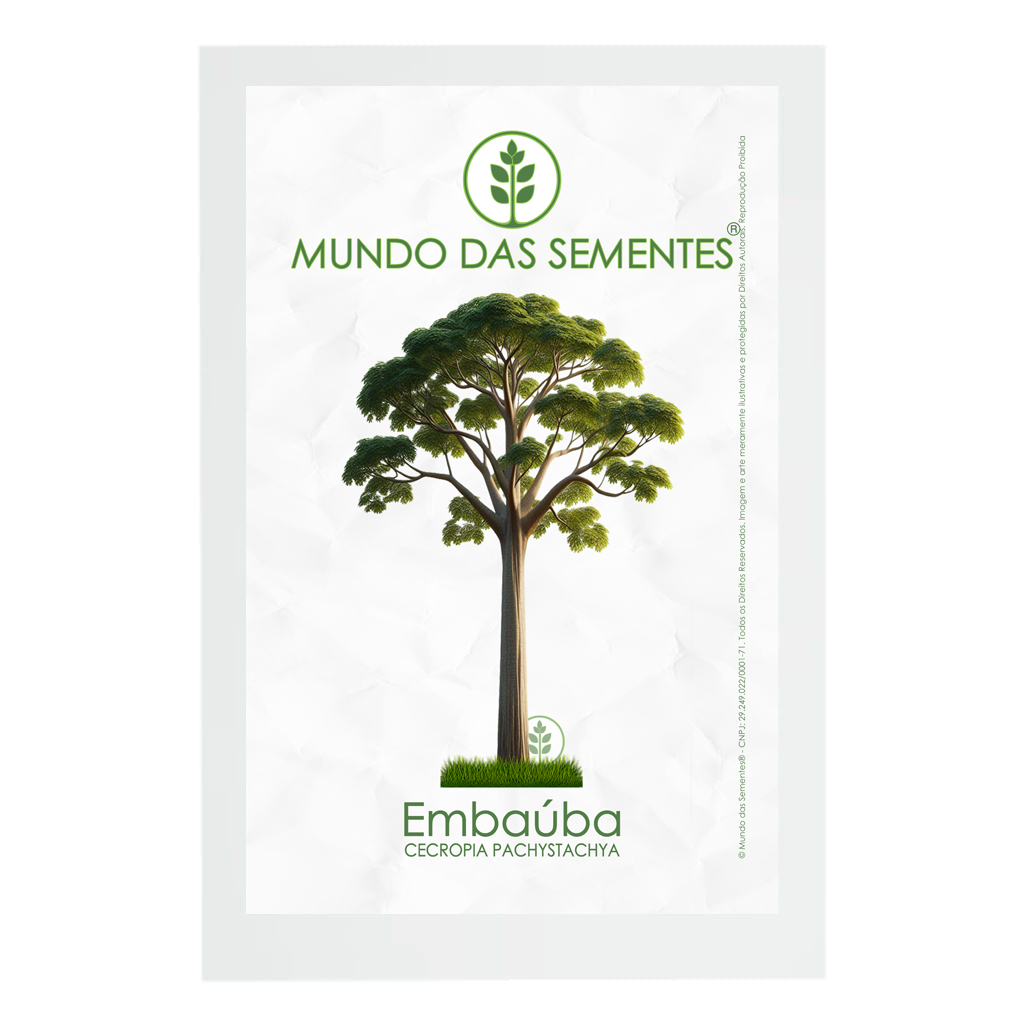 50 Sementes de Embaúba Cecropia pachystachya | Premium | Mundo Das ...