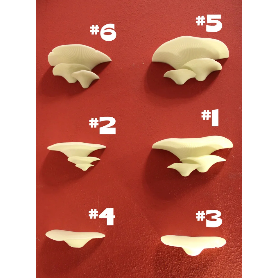 Cogumelos decorativos para parede