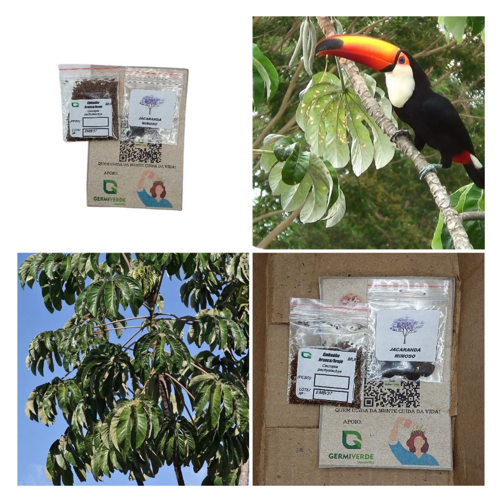 10g Sementes de Embaúba branca, arvore nativa (Cecropia pachystachya ...