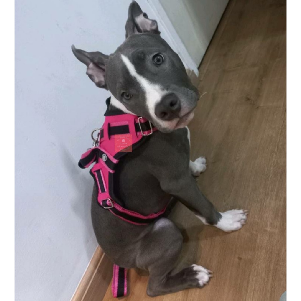 Peitoral Coleira Com Guia Para Cachorro De Medio E Grande Porte Golden