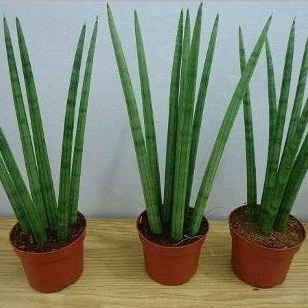 muda g de sensevieria mais conhecida como lança | Shopee Brasil