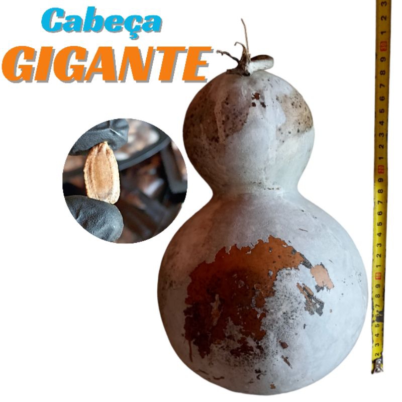 sementes cabaça garrafa GIGANTE cabeça gigante 30 sementes alta qualidade