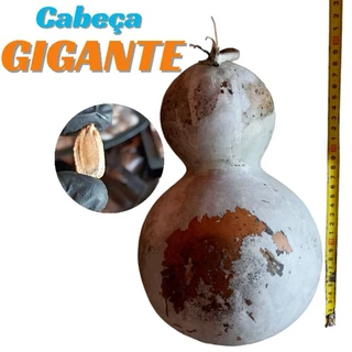 sementes cabaça garrafa GIGANTE cabeça gigante 30 sementes alta qualidade