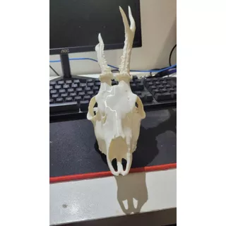 Crânio de Cervo com Galhada - Impressão 3d