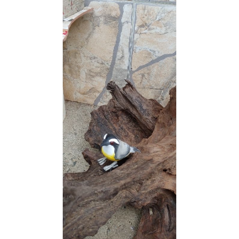 pássaro sibiti ou cambacica