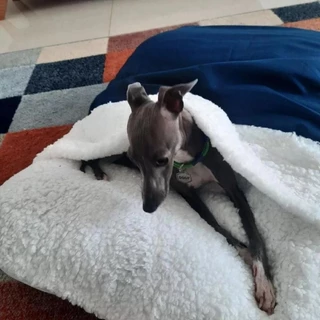 Cama/Almofada Colchonete/Saco de Dormir Canguru Pet Gato e Cachorro P ao GG