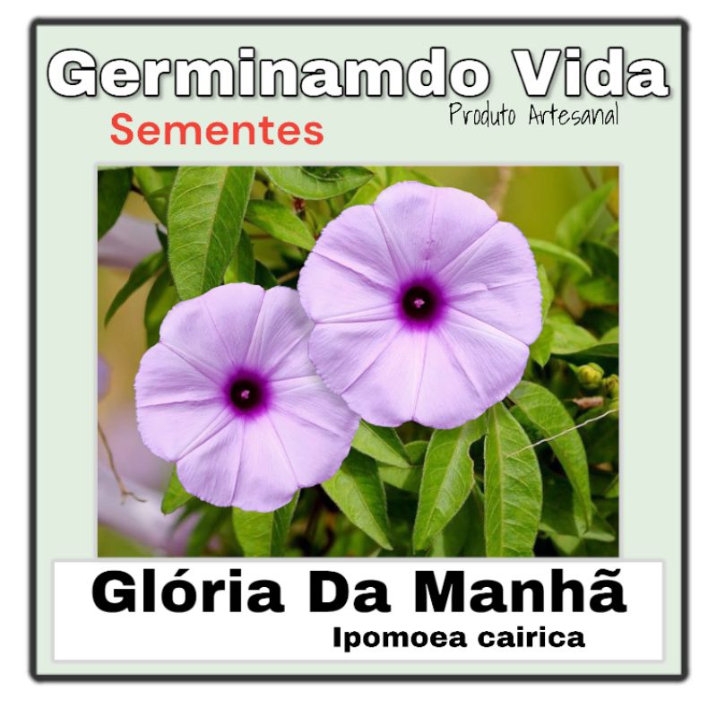 10 Sementes Flor Trepadeira Glória Da Manhã Ipoméia - Ipomoea Cairica