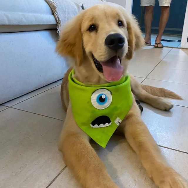 Bandana para Pet Animaliê MIKE MONSTROS S.A Dupla Face com Botão de Pressão