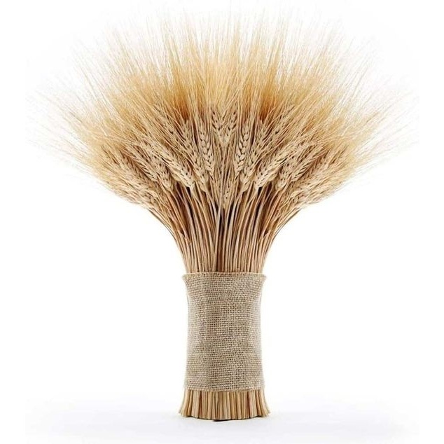 30 Trigo Seco Desidratado Santa Ceia Decoração Convites Casamento Flores Secas - 30 Hastes