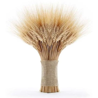 30 Trigo Seco Desidratado Santa Ceia Decoração Convites Casamento Flores Secas - 30 Hastes