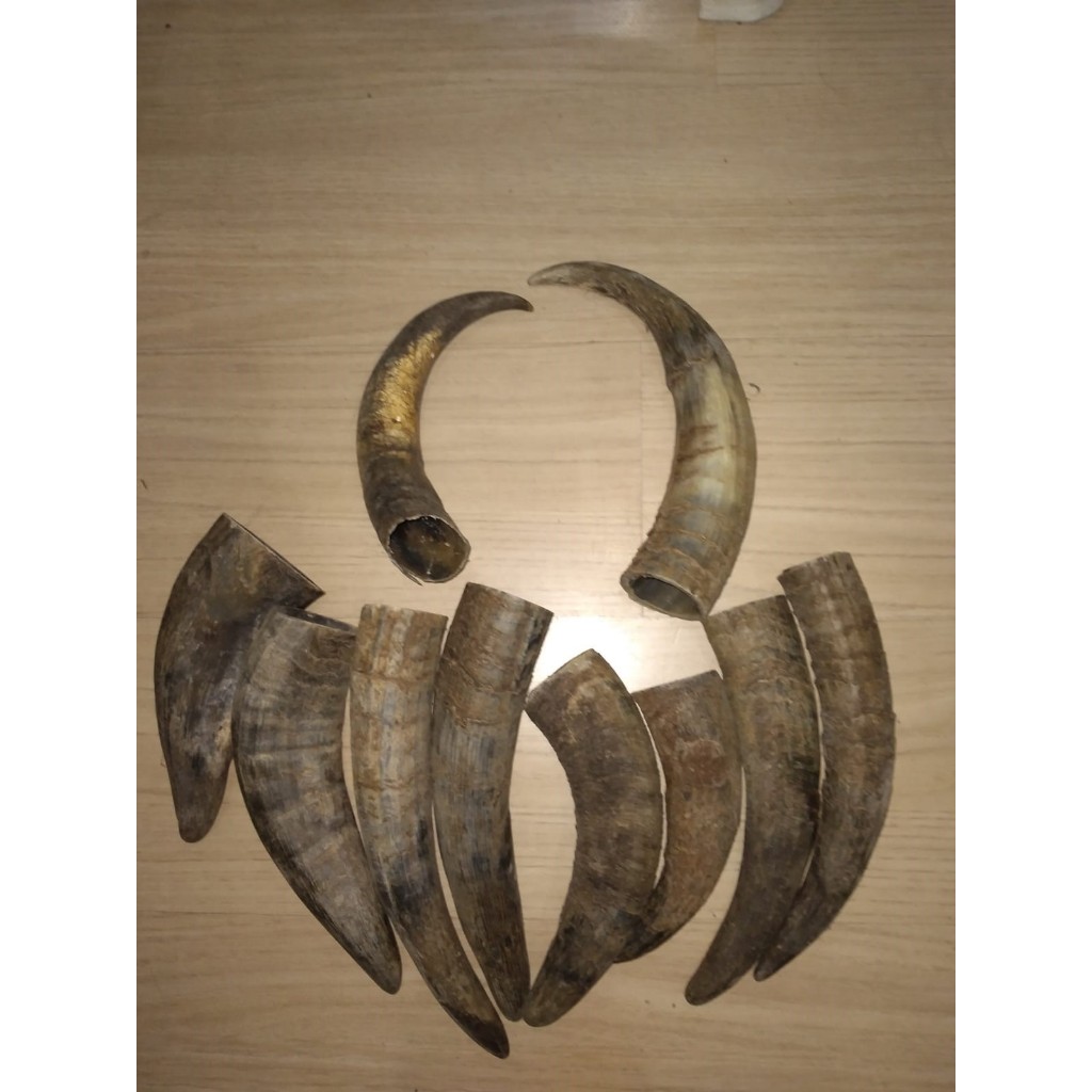 KIT COM 12 UNIDADES CHIFRE DE BOI BRUTO