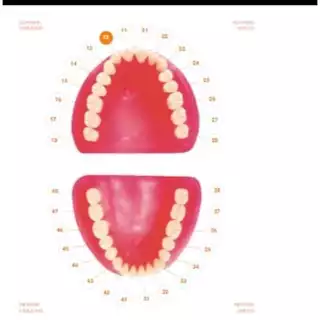 Dente 33 Para Manequim De Dentistica - Pronew