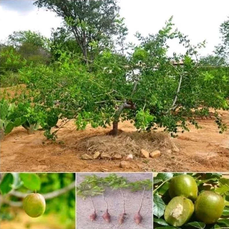 10 sementes fruto umbu | Shopee Brasil