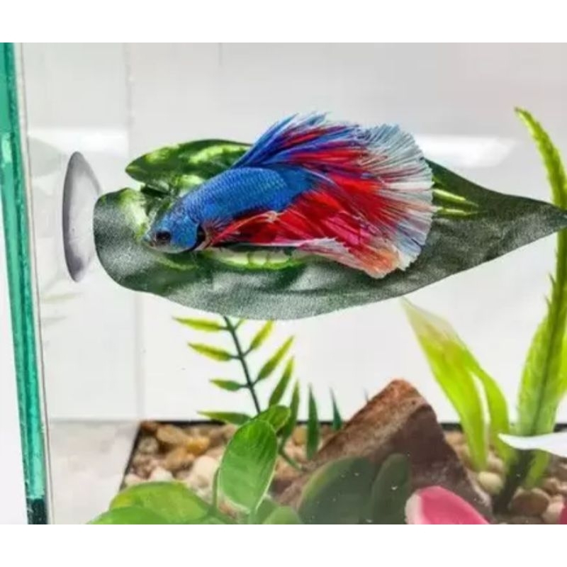 Betta Bed + Musgo de Java | Shopee Brasil