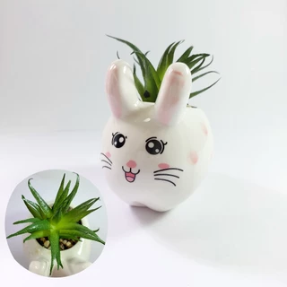 Vasinho Decorativo ceramica Coelhinhos Felizes Com Suculenta plantinha em cima mesa sala