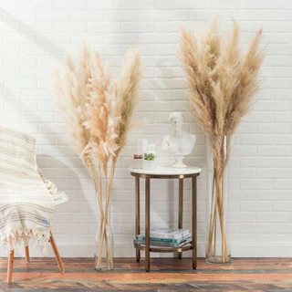 Plumas Capim dos Pampas Seco Natural com 10 Hastes decoração