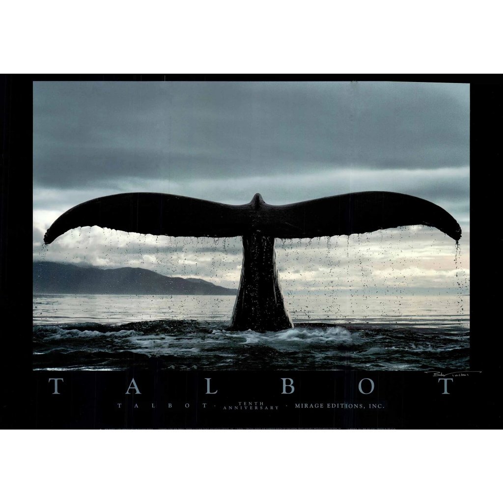 Poster - Bob Talbot 1987 Baleia - Decora - 33 Cm X 48 Cm | Shopee