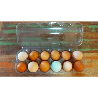 Pente para 12 ovos de galinha (50 cartelas)
