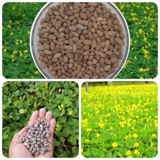 300 Sementes de AMENDOIM FORRAGEIRO (ARACHIS PINTOI) Ideal para sombra