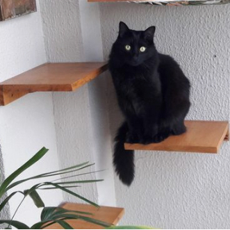 Prateleiras tipo escadas para gatos gatil playground em madeira pinus de parede