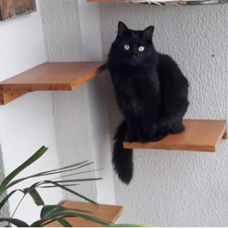 Prateleiras tipo escadas para gatos gatil playground em madeira pinus de parede