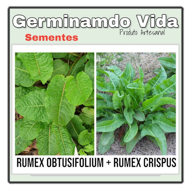 kit Sementes Rumex Crispus + Rumex Obtusifolium - Labaça Língua De Vaca ...