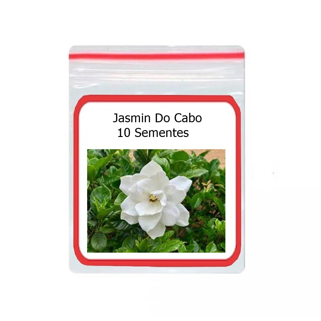 10 Sementes De Jasmim Do Cabo Branca