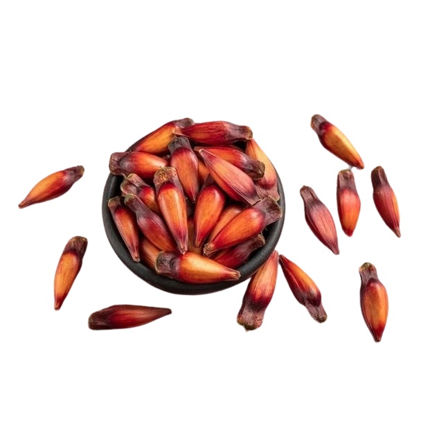 pinhão de araucaria 1kg | Shopee Brasil
