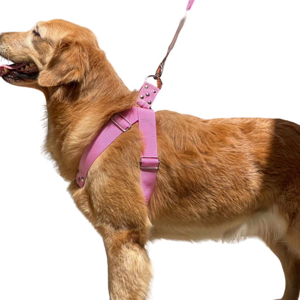 Coleira para cachorro Peitoral com guia para dog Cachorro cão pets Guia ...