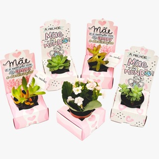 Dia das Mães! Caixa Lembrancinha (20un) Porta Suculenta em Oferta na Shopee