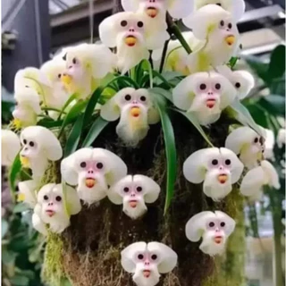 400 sementes da orquídea cara de mico frete rápido 7Y