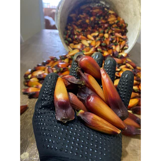 1kg de pinhão graúdo ( árvore de araucária ) , maduro e catado do chão por R$ 25,00