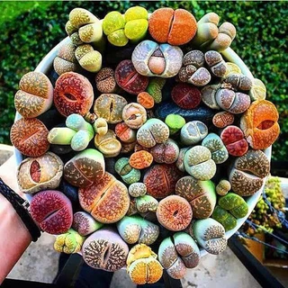 300 sements lithops sortidos mix especies com manual de cultivo yt2
