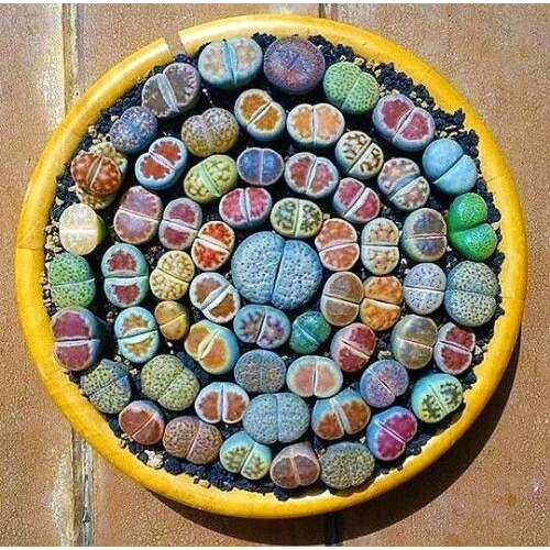 400 sements Lithops sortidos mix especies com frete rápido y6