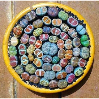 400 sements Lithops sortidos mix especies com frete rápido y6