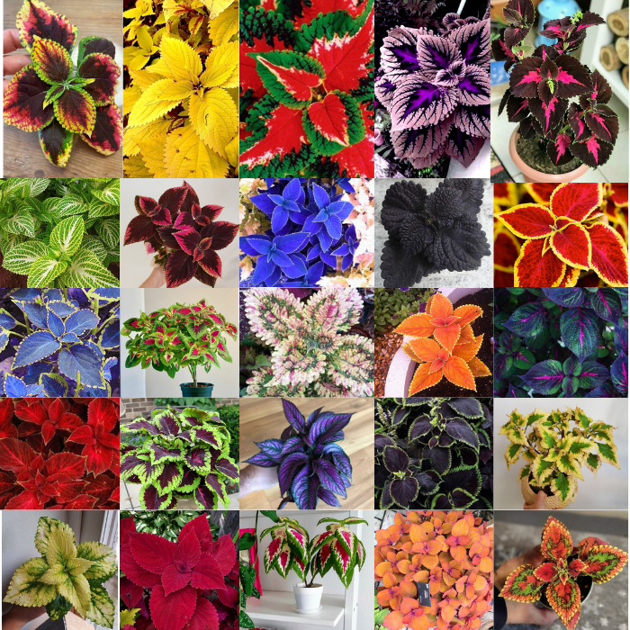 600 sements colleus sortidos mix especies com manual de cultivo