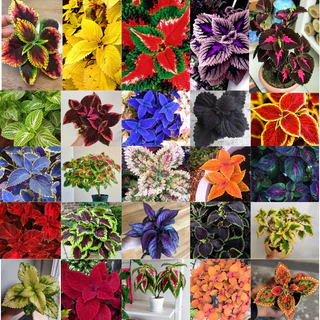 600 sements colleus sortidos mix especies com manual de cultivo