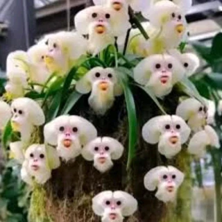 800 sementes pcs orquídea dracola bico t4